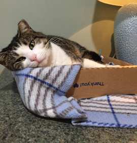 Photo of Magnolia/ loves belly rubs