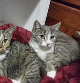 Photo of Shortcake and Susie Q