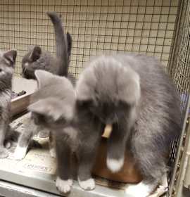 Photo of Gray Kittens