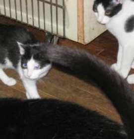 Photo of Barbarathecatlady.org