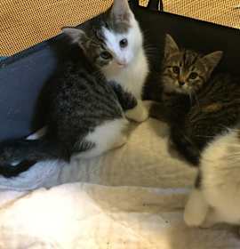 Photo of Ghost skully bat