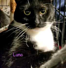 Photo of LUNA