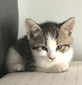 Photo of Lydia Bennet