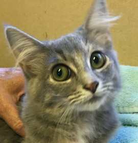 Photo of Little Girl