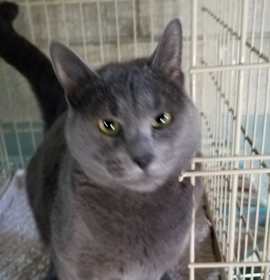 Photo of Remington "Remy"