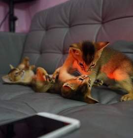 Photo of Abyssinian kittens