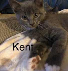 Photo of Kent