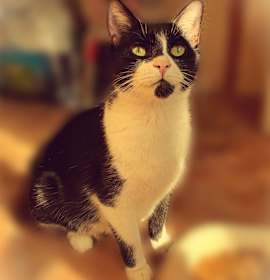 Photo of Cleo *Nursing*