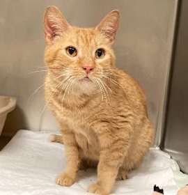 Photo of T-8 "Little Girl"