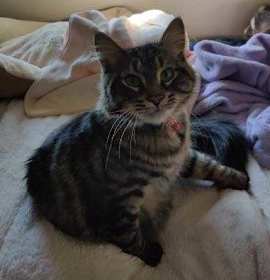 Photo of Morrison - Available from Foster!