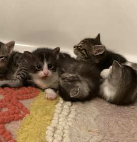 Photo of Kittens