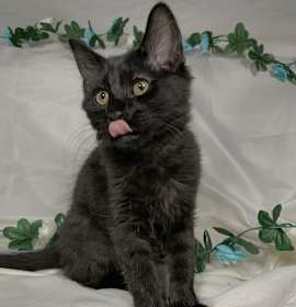 Photo of Coffee Bean