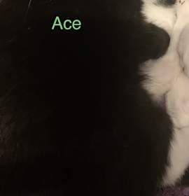 Photo of Ace