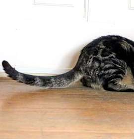 Photo of Dean Martin