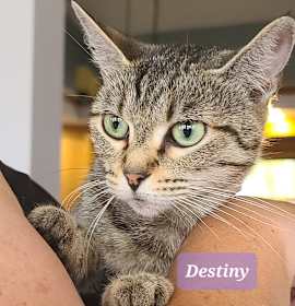 Photo of Destiny