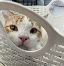 Photo of Wolfenstein