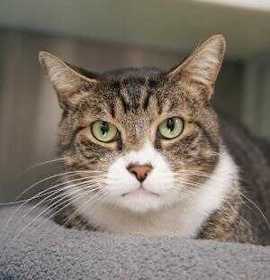 Photo of Flapjack 43604