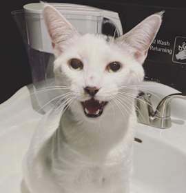 Photo of Atlas (bonded to Basil)