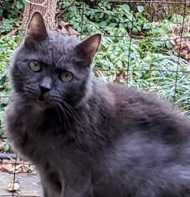 Photo of Rumple