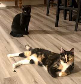 Photo of Cole (coupled with Remi)