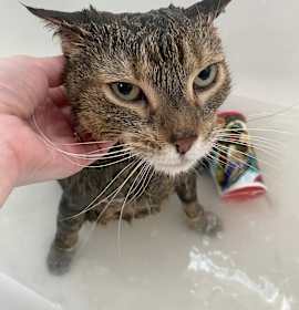 Photo of Rocky - RICHMOND, IN