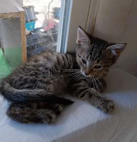 Photo of Kitten2 - RICHMOND, IN