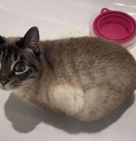 Photo of Lucy