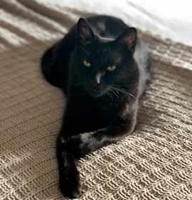 Photo of Nova