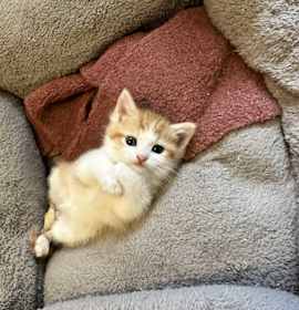 Photo of Caeleb Dressel