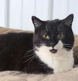 Photo of Pickles (Dottie)