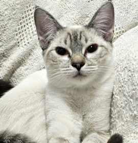 Photo of Taffy (bonded to Toffee)