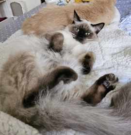 Photo of Sassy