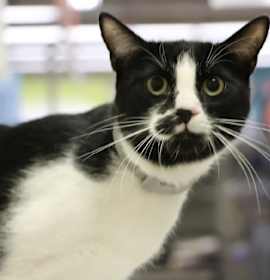 Photo of Spock (bonded to Captain Kirk)