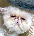 Photo of Whitey