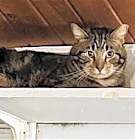 Photo of Wallace