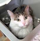 Photo of Niblet