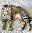 Photo of Lulu