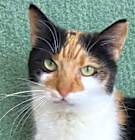 Photo of Ginger