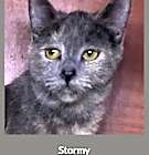 Photo of Stormy