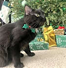 Photo of Noni