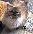 Photo of Teddy Bear