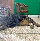 Photo of Ozzie