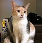 Photo of Celeste