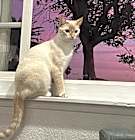 Photo of Poppy