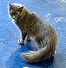 Photo of Arwen