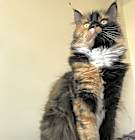 Photo of Birdie