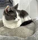 Photo of Snowbell "Bells"