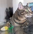 Photo of Speedy