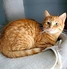Photo of Flame