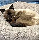 Photo of Aslana
